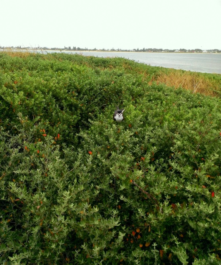 Shoalwater Islands Marine Park