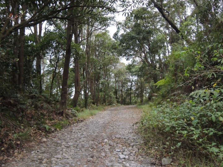 Mountain forest of Bandung, West Java
