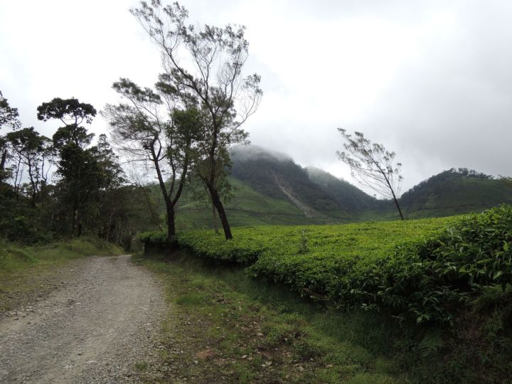 Tea plantation in Sukabumi, West Java