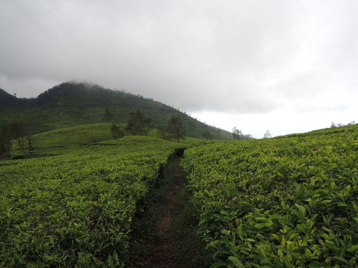 Tea plantation in Sukabumi, West Java